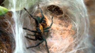 Greenbottle Blue Tarantula Moltwmv [upl. by Gnos491]