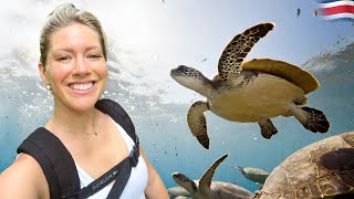 Releasing Baby Sea Turtles in Costa Rica [upl. by Aikit]