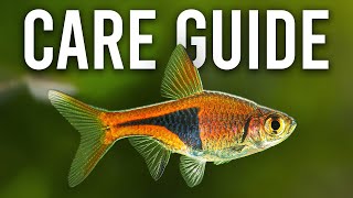 How to Care for Harlequin Rasboras and Lambchop Rasboras [upl. by Unhsiv893]