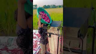 shortsvideo khetibadi lahsa farmer kheti farming pyaj onion agriculture [upl. by Shurlock]