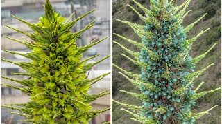 Puya Chilensis y Puya Alpestris ssp zoellneri Como identificarlas en terreno cuando están sin flor [upl. by Korff]