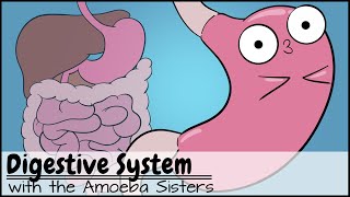 Digestive System [upl. by Sairu785]