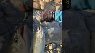 Şuraya bir somon balığı bırakayım 😎👍🏻fishing balikavi fish balık somon [upl. by Bohrer]