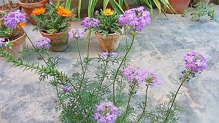 Perennial Verbena Caring amp Propagation Tips  UrduHindi [upl. by Ojillib]