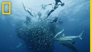 Sardine Feeding Frenzy  50 Shades of Sharks [upl. by Varick]