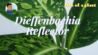 Life of a plant  Dieffenbachia reflector 3 months after propagation [upl. by Grath880]