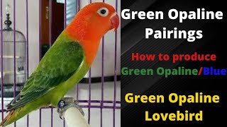 Green Opaline Split Blue  Green Opaline Pairings  Green Opaline Lovebirds  HWI Aviary [upl. by Nylahsoj]