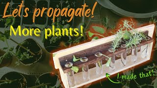 Setting up a propagation station [upl. by Eseryt894]