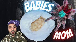 How to care for Tarantula Eggs Caribena Versicolor [upl. by Adyeren]