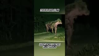 Penampakan Siluman Raja Srigala shorts ghost scary [upl. by Enitsud]