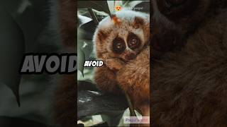 Slow loris  animal facts  loris know more unknown facts  rare animal  loris slowloris [upl. by Valenka]