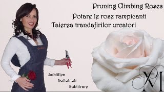 Potatura rose rampicanti climbers Pierre de Ronsard  guida completa con dettagli [upl. by Fillian864]