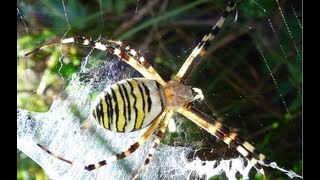 SPIDER ARAIGNÉE ARGIOPE FRELON ARGIOPE BRUENNICHI MANGE UNE SAUTERELLE [upl. by Bozuwa]