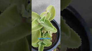 Ajwain plant music song bollywood love subscribe garden [upl. by Bolitho]