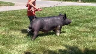 Shipley Swine Genetics Exotic Boar Ish [upl. by Imim]