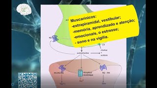 RECEPTORES DE ACETILCOLINA ACh NICOTÍNICOS E MUSCARÍNICOS no SNC  Neurociências e Psicofármacos [upl. by Ytiak]