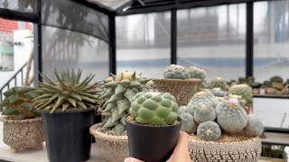 80  Chia sẻ về Coryphantha elephantidens cv Tanshi Zougemaru inermis [upl. by Htebasyle]