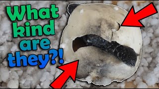 Our MYSTERY Turtle Eggs are Hatching [upl. by Relyk]