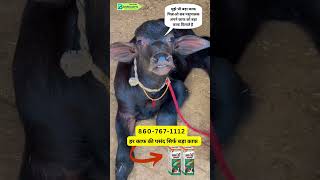 बड़ा काफ के बेहतरीन रिजल्ट Bada calf  badacalf farming badacalfplus calf animals dairyfarm [upl. by Dale]