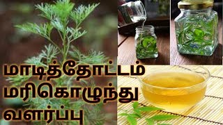 மாடித்தோட்டம் மரிகொழுந்து வளர்ப்பு How to grow Davana plant Marikozhundhu [upl. by Mcgruter]