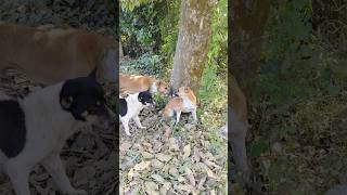 Street Dog Engry 😡Dog short video 🔥dogs dog [upl. by Ysied]