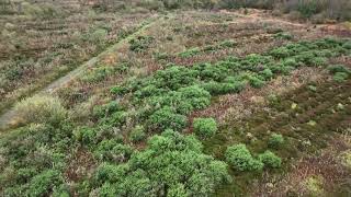 Cranalagh More woodland with proposed forestry walk [upl. by Acinonrev]