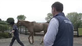 Spotting Lameness with Petplan Equine [upl. by Gnep976]