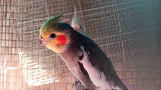 Grey Cockatiel Albino Cockatiel White Lemon Face Cockatiel CockatielsCraze [upl. by Imis]