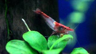 Red rili shrimp [upl. by Lewert]