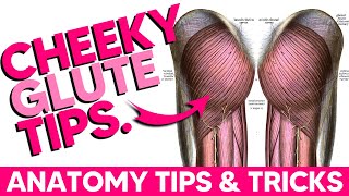 The Glutes│Anatomy Tips Tricks and Mnemonics [upl. by Lias474]