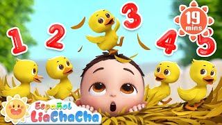 Cinco Patitos🦆  Contar de 1 a 5  Más LiaChaCha en Español  Canciones Infantiles [upl. by Reffinnej255]