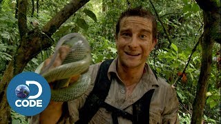 Bear Grylls in Borneo Jungle  Man vs Wild 46 [upl. by Yenaiv]