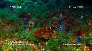 Splendid Hawkfish Notocirrhitus splendens at 9 Mile Reef [upl. by Monaco]