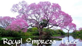 Royal Empress Tree  Paulownia tomentosa  Fastest Growing Tree In The World Paulownia [upl. by Vilberg]