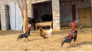 I Discovered the Hidden Reason Roosters Fight for Hens [upl. by Ecerehs]