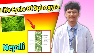 Life Cycle Of Spirogyra  Algae  Important long question for NEB and CTEVT BOARD EXAM [upl. by Lilac]