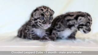 Clouded Leopards at Nashville Zoo [upl. by Mcclenon727]