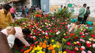 ROSE ADENIUM amp CHANDRAMALLIKA FLOWER PLANT PRICE TALAHAT GALIFF STREET MARKET Best Flowers Forever [upl. by Agan]