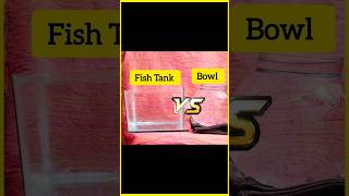 Fish Tank Vs Bowl 😍 aquarium fishtank mollyfish petsvlog bowl tranding shorts [upl. by Evangelia506]