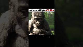 ఇది చాలా తెలివైన GORILLA  Movie explained in Telugu  shorts [upl. by Akinyt]