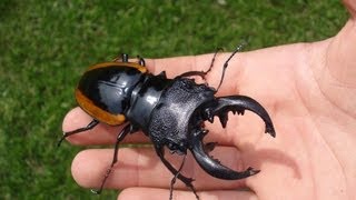 Odontolabis wollastoni  Stag Beetle  Hirschkäfer [upl. by Lednyk]