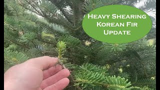 Korean Fir Heaving Shearing Update [upl. by Enytsirk]