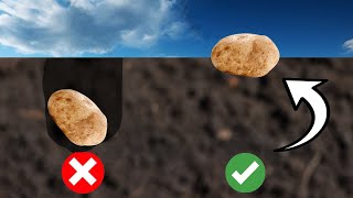 Best EASIEST Way to Plant Potatoes [upl. by Pilar]