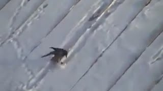 Crow skiing down a roof [upl. by Rufena]