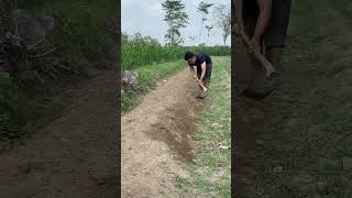 Rumput disekitar bedengan harus bersih agar pupuk tidak dimakan petani cabai pupuk [upl. by Enirok]