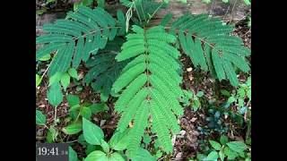 Mimosa 20x Time Lapse of Leaves Closing [upl. by Alletsirhc615]