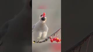 The waxwing eating The picture is so beautiful Bird photography Interesting and natural birds [upl. by Grady891]