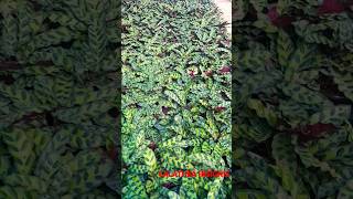 shot videos calathea insignis plants lovers ☘️🌳💚 [upl. by Nosyarg497]