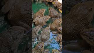 Master Frog Care in Just 5 Minutes a Day 5 [upl. by Lepper]