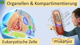 Kompartimentierung im Zytoplasma durch Zellorganellen  mit doppelter einfacher oder ohne Membran [upl. by Foah]